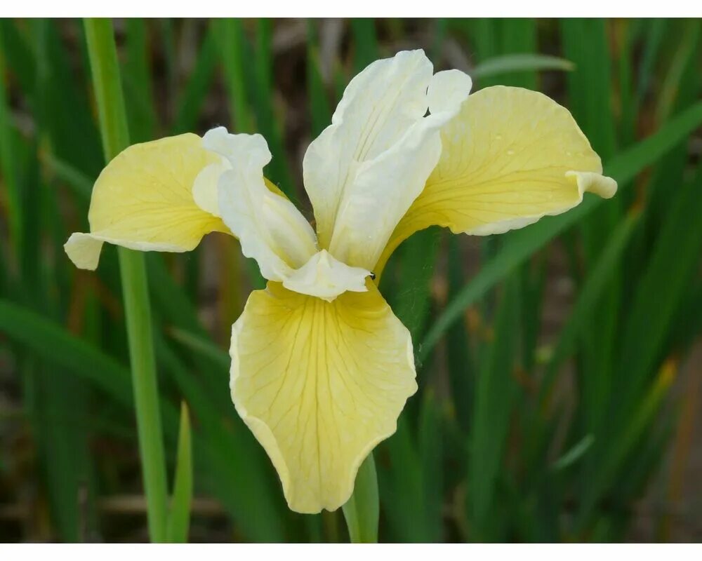Ирис шуга. Iris sibirica butter and sugar. ирис сибирский butter and sugar. ирис сибирский (iris sibirica `butter and sugar`). ирис сибирский баттер энд шуга.