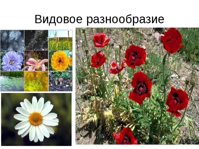 Видовое разнообразие это. Видовое разнообразие это