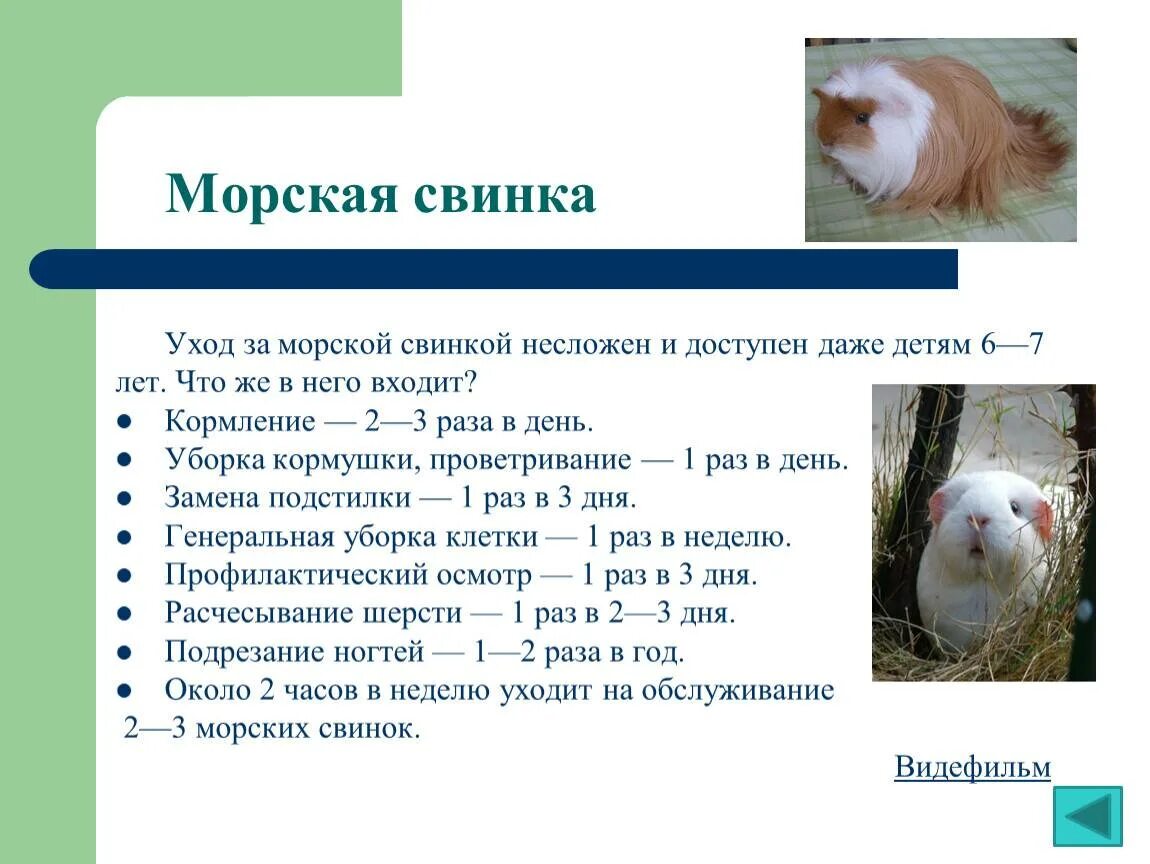 Что нужно для содержания морской свинки. Содержание морских свинок. содержание морских свинок в домашних условиях. уход за морской свинкой. как ухаживать за морской свинкой в домашних условиях.