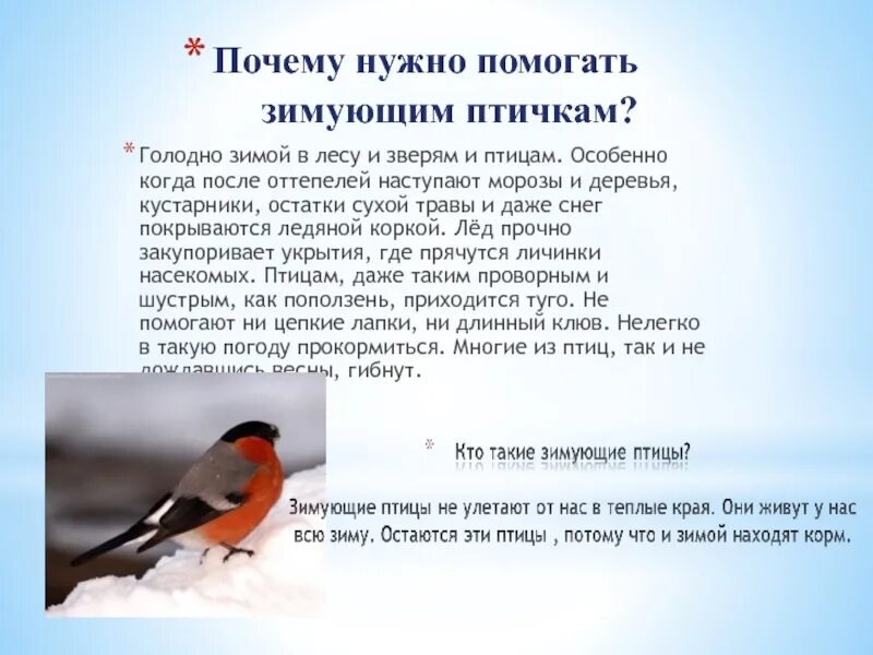 Зачем птицам. Почему птицам нужно помогать зимой. Почему надо помогать птицам зимой. Почему нужно помогать птицам. Почему надо помогать зимующим птицам.