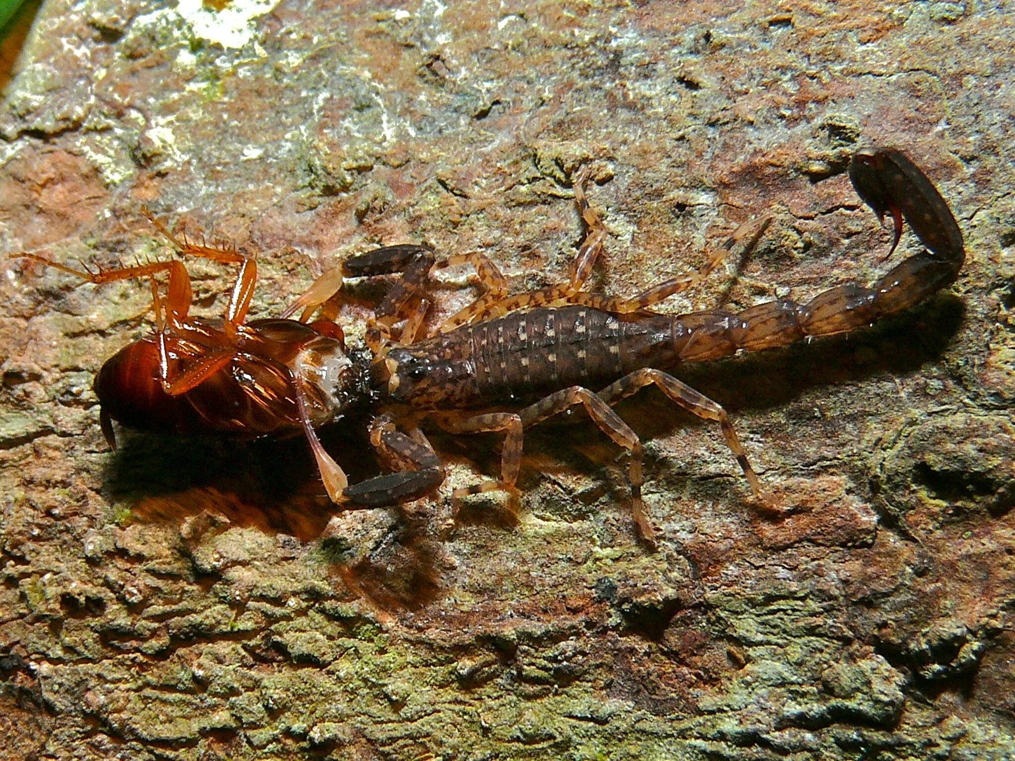 Краб скорпион. Euscorpius flavicaudis. Lychas tricarinatus. Скорпион. Необычные Скорпионы.