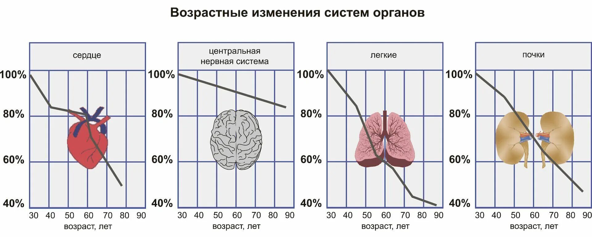 Возрастные изменения сердца. Возрастные изменения органов. Старение сердечно сосудистой системы человека. Старение органов и систем. Возрастные изменения в различных системах организма.