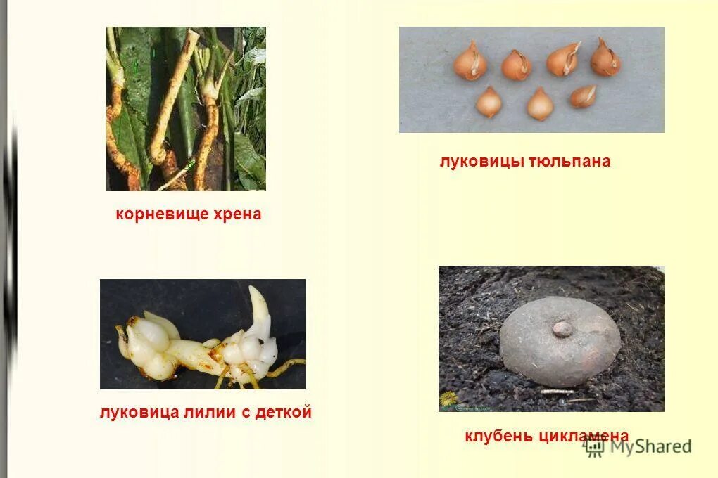 Луковица лилия тигровая ботаника метаморфозы побега. Строение луковичных растений. Схема луковицы репчатого лука. Корневище лука репчатого. Корневая система луковичных цветочных растений.