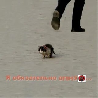 Кот я обязательно выживу