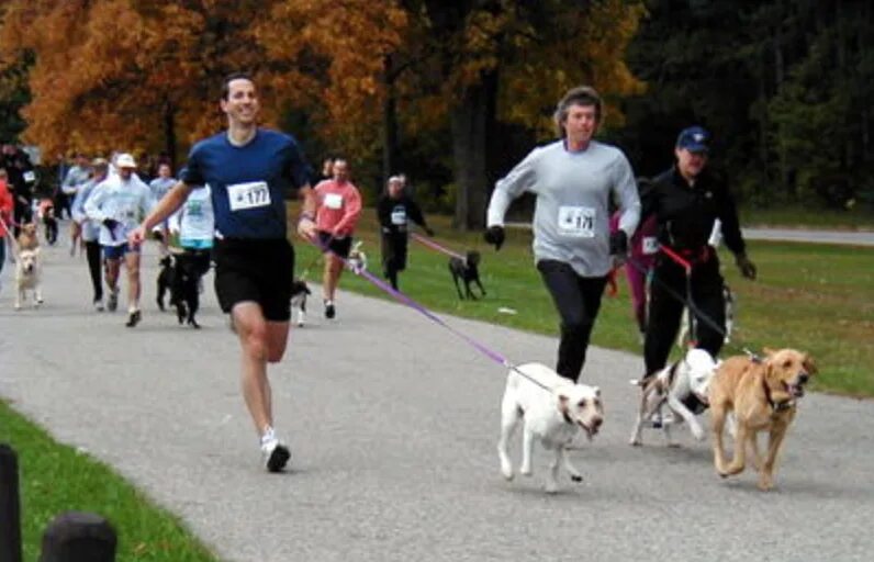 Look the dog run. Бег с собакой. Забег с собаками. Зимний забег с собаками. Бег с собаками благотворительный.