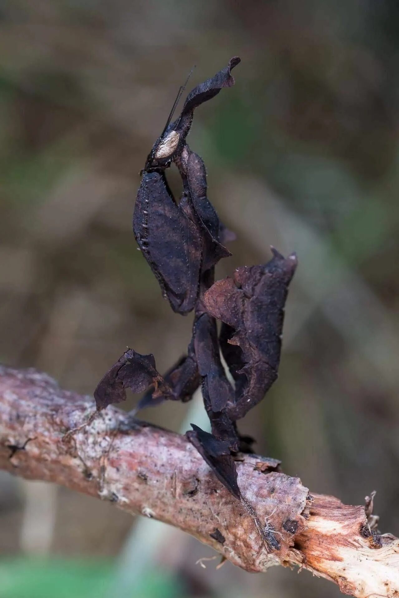 Богомол призрак. Богомол Phyllocrania paradoxa. Богомол-призрак (Phyllocrania paradoxa). Ghost Mantis (Phyllocrania paradoxa). Чёрный Мантис богомол.