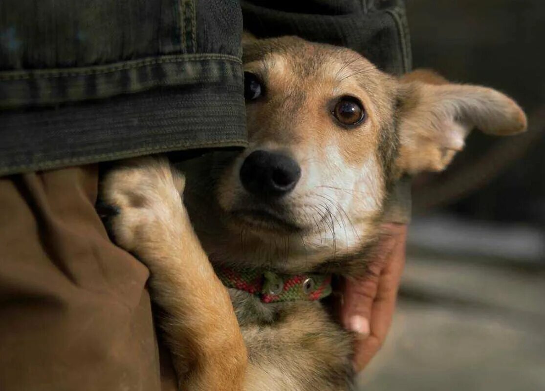 Рука шавка. Бездомные животные. Бездомные собаки. Добрые собаки. Доброта к собакам.