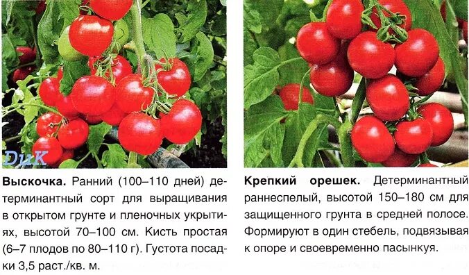 томат f1 гунин.