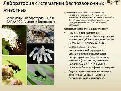 Экосистемы насекомых