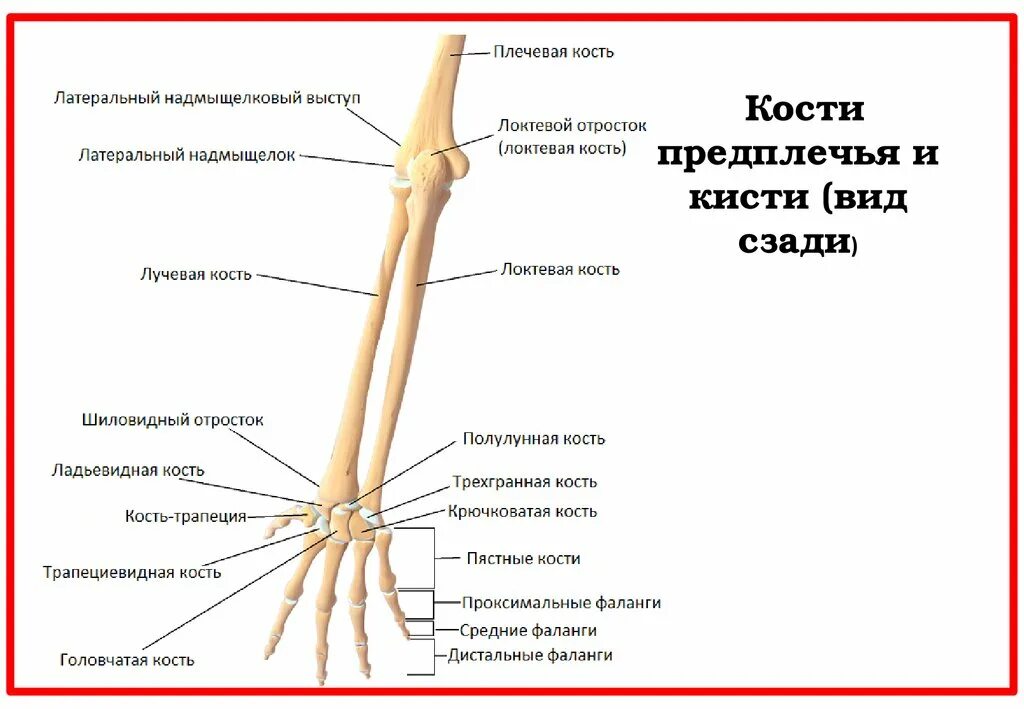 Сколько конечностей верхних конечностей. Лучевая кость предплечья строение. Кости предплечья и кисти их строение и соединения. Лучевая кость руки строение. Строение костей предплечья и кисти анатомия.