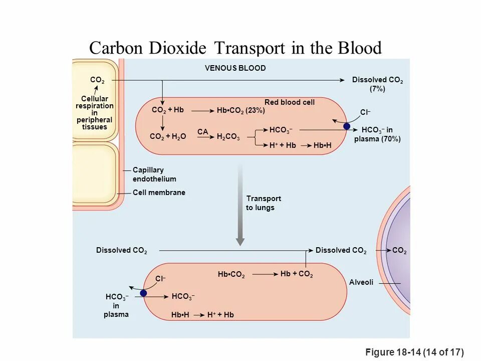 Use carbon dioxide. Carbon dioxide in the Blood. Carbon dioxide транскрипция. Dissolved Carbon dioxide in Blood. Dioxide транскрипция.