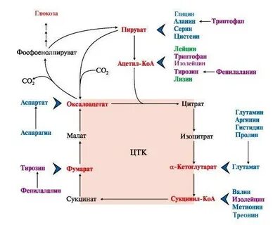 Глицин из глюкозы