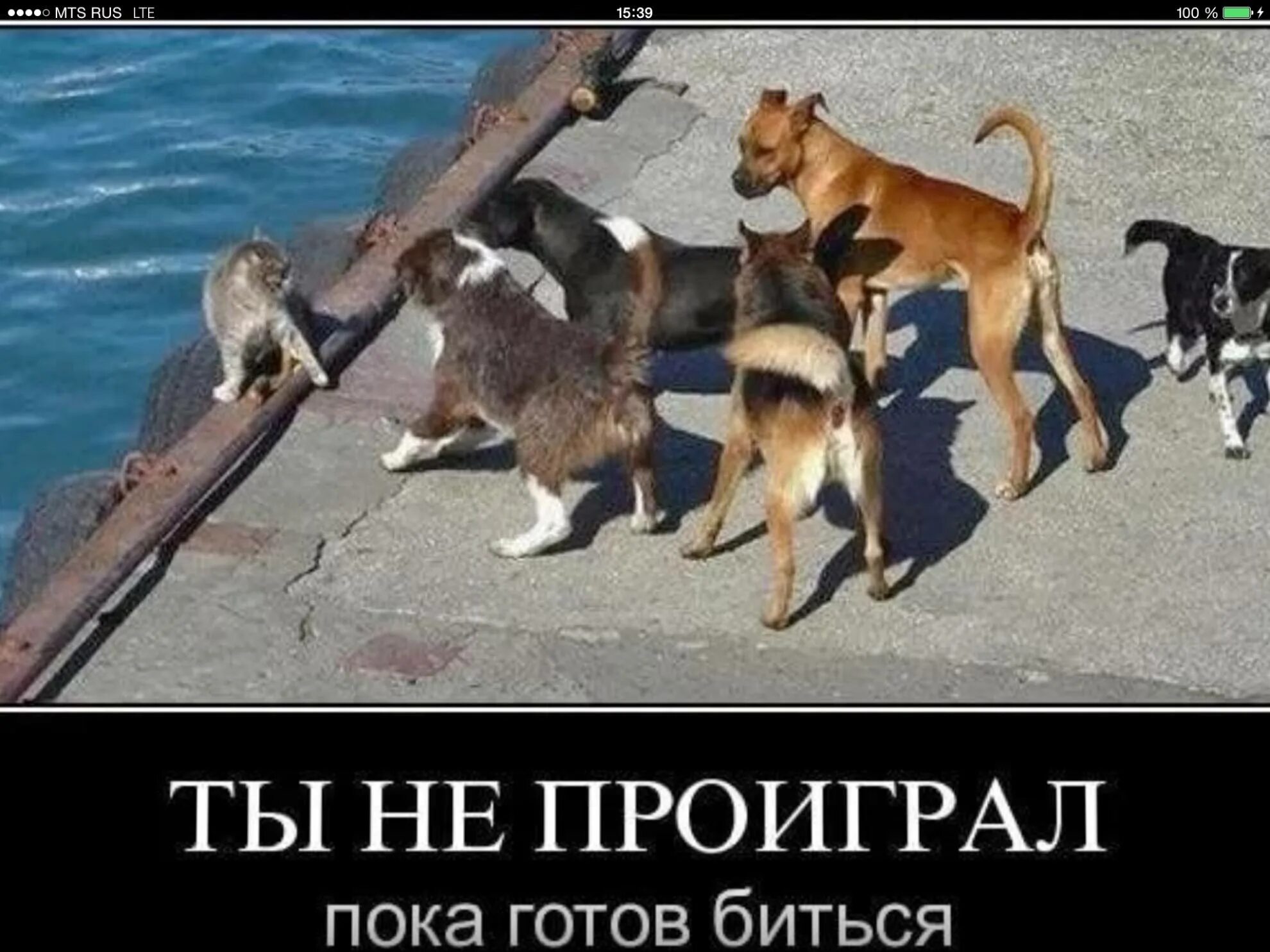 Сделай везде