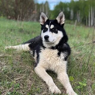 Восточные лайки собаки
