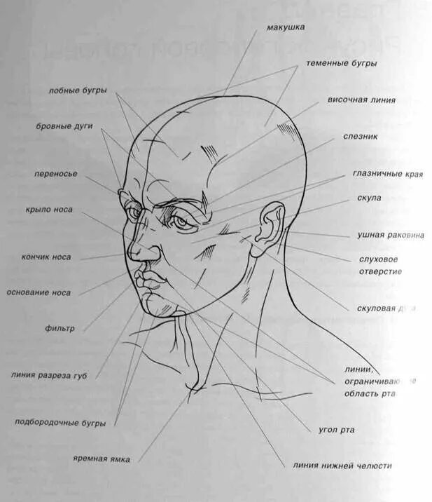 Название лица человека. Знавание частей головы. Голова строение головы человека. Строение головы человека анатомия.