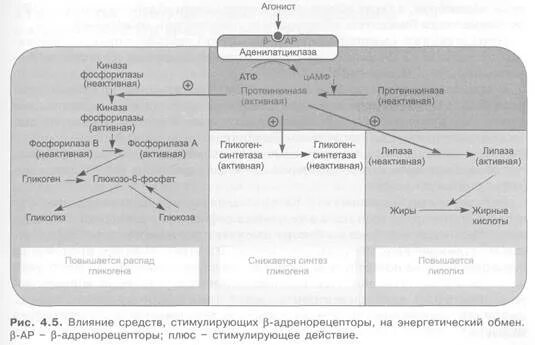 При введении норадреналина подкожно возникает