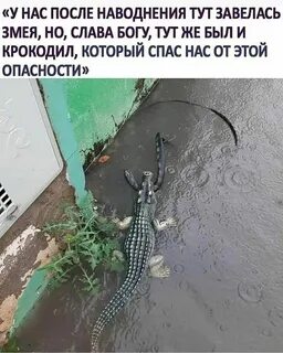 Прикол крокодил в ванной