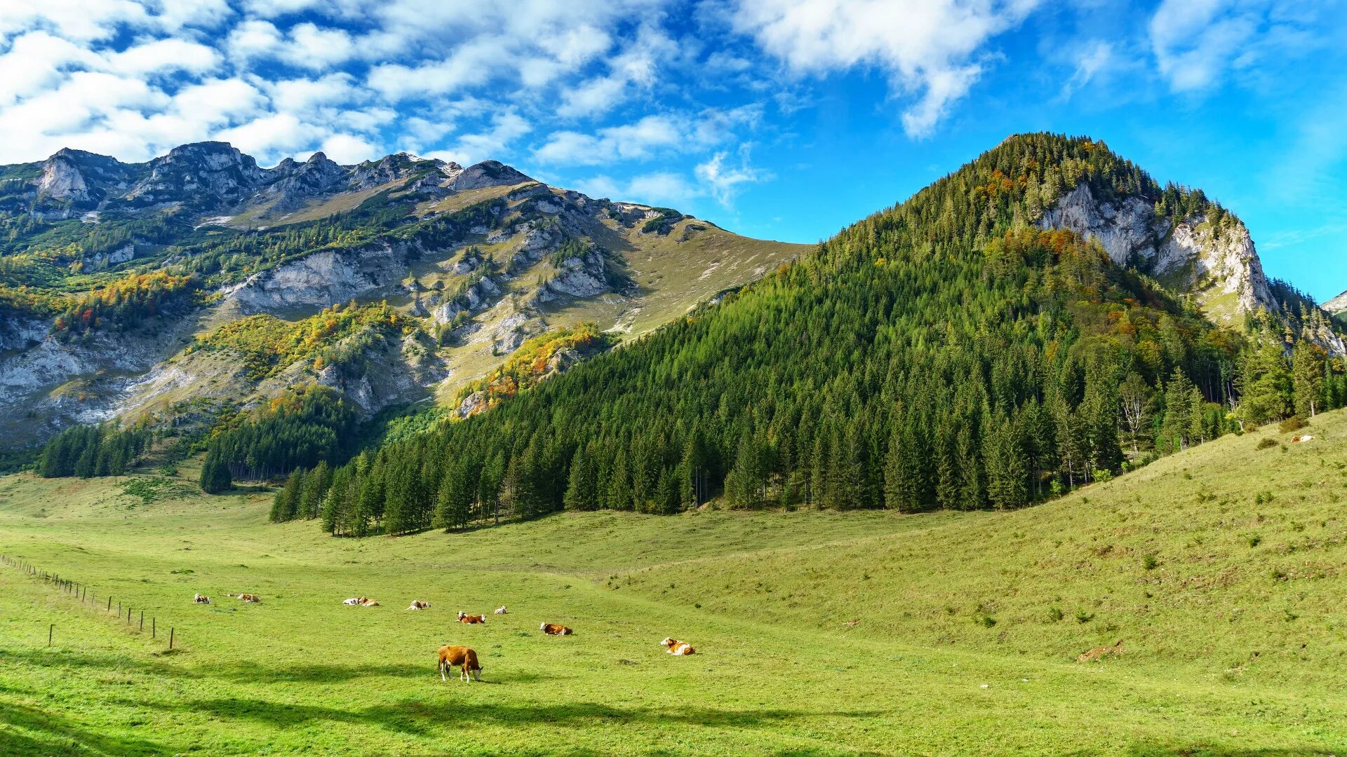Горные пастбища