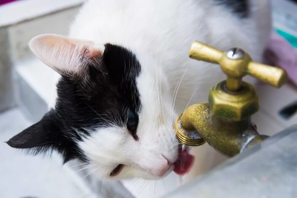 Кошка пьет. Кошка в воде. Кот пьет воду из под крана. Котята пьют из поилки. Кошка постоянно пьет