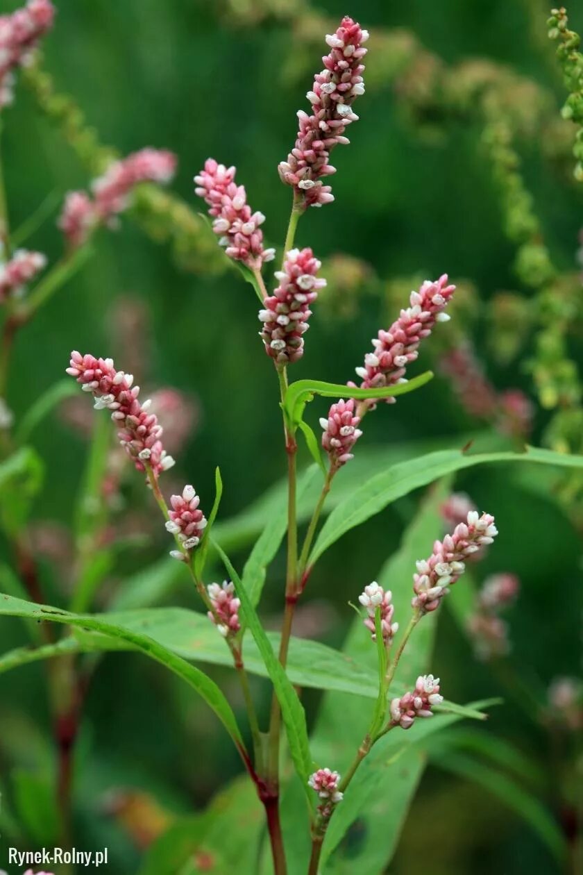 Горец перечный: свойства, польза и лечебное применение Plants, Peppercorn, Red p