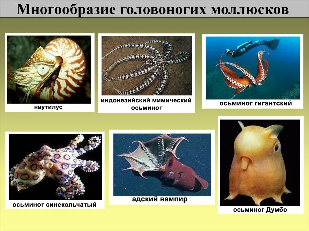 Головоногие какой тип. Головоногие моллюски представители. класс головоногие моллюски 7 класс биология. десятиногие головоногие моллюски. многообразие головоногих моллюсков 7 класс биология.