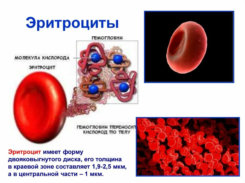 Эритроциты что это. Эритроциты биология 8 класс. Внутреннее строение эритроцита. Эритроциты их строение и функции. Гемоглобин.. Строение человеческого эритроцита.