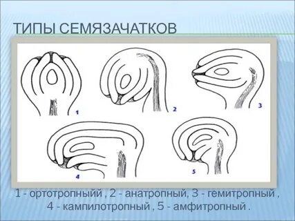 10 семязачатки