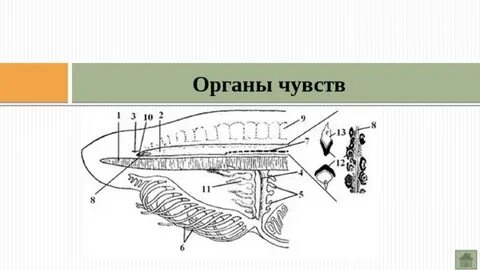 Глаза гессе