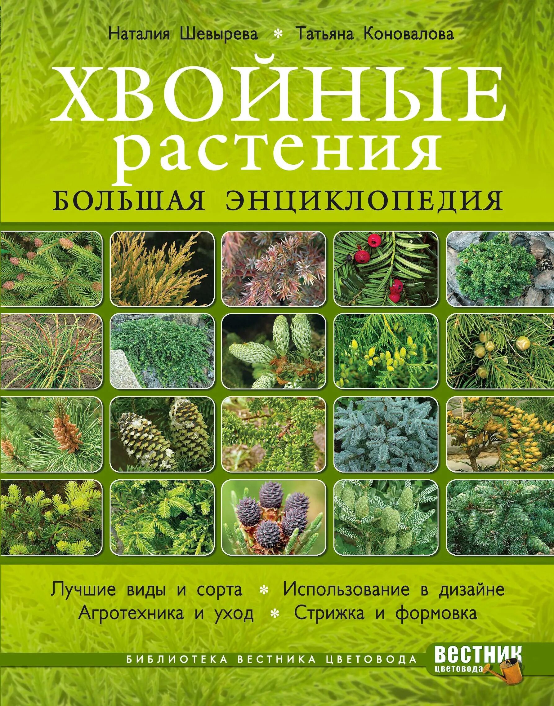 Книги хвойных. Хвойные растения большая энциклопедия Коновалова. Книги про хвойные растения. Книга деревья хвойные.