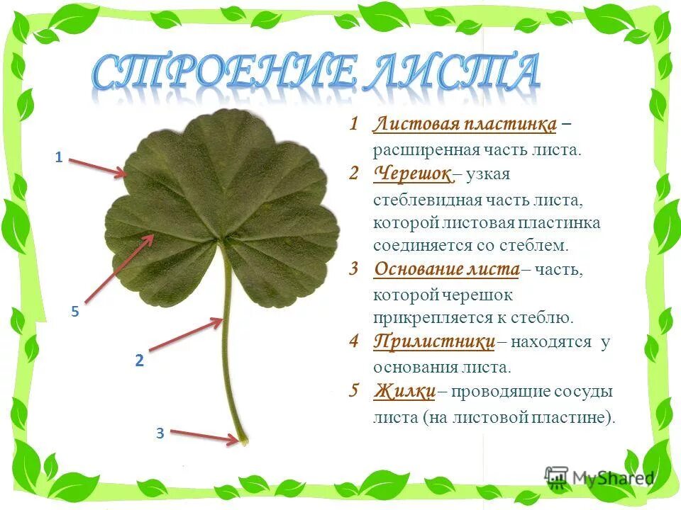 Строение листа пеларгонии. Основание черешок листовая пластинка. Черешок прилистники листовая пластинка. Внешнее строение листа герани
