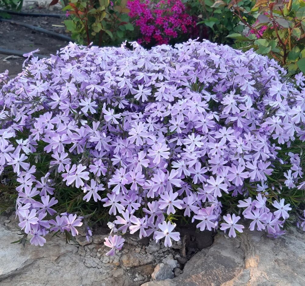 Флокс шиловидный 'emerald cushion blue' phlox subulata 'emerald cushion blue'. Флокс шиловидный. Флокс шиловидный эмеральд. Флокс шиловидный cushion blue. Флокс emerald cushion blue.