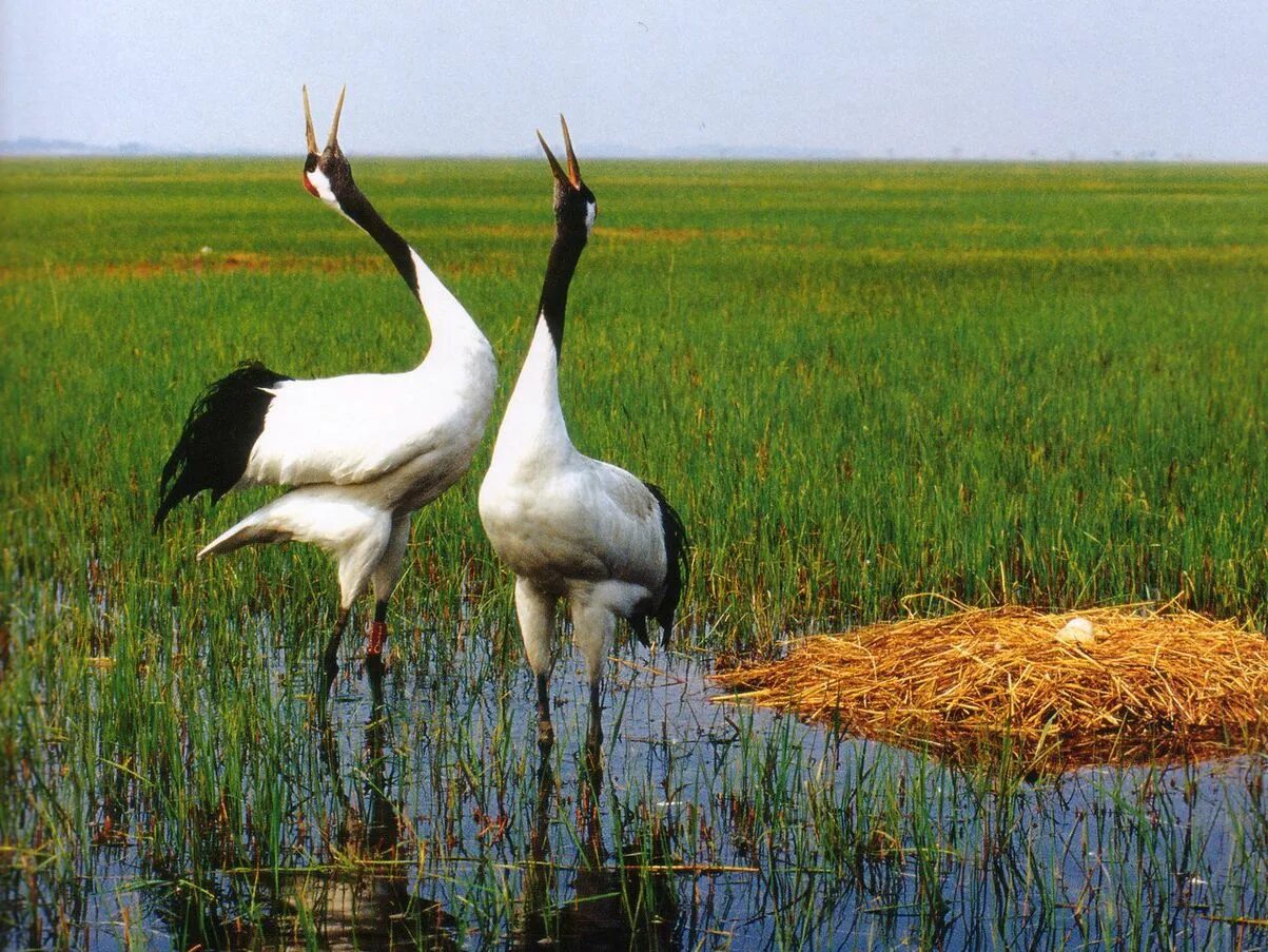 Сколько живут журавли. Японский Уссурийский журавль. Маньчжурский журавль. Гнездо японского журавля. Стерх гнездо.