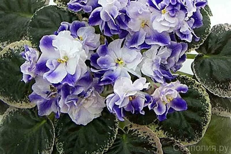 Сенполия рс-андромеда. Сенполия рс ариадна. Фиалка андромеда. Фиалка андромеда спорт. Фиалка рс-андромеда с репкина.