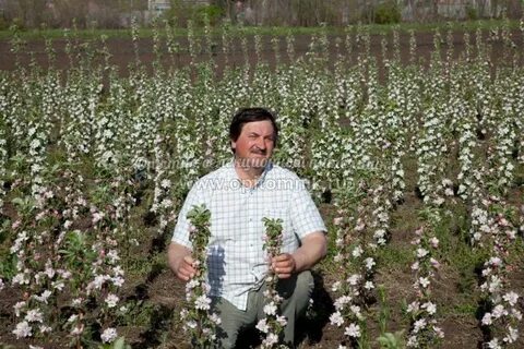 Опытно селекционные