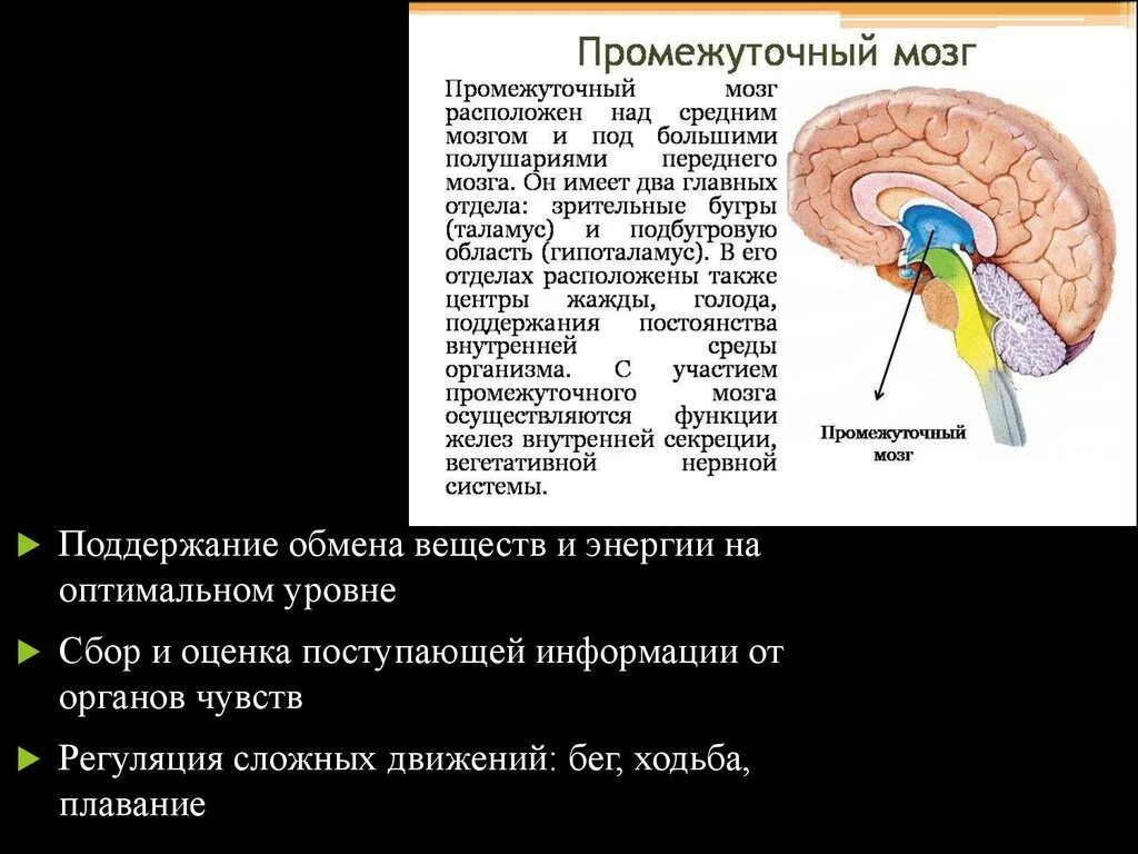 Функции промежуточного мозга. Промежуточный мозг расположение. Промежуточный мозг регуляция. Функции промежуточного мозга регуляция. Функции промежуточного мозга дыхание температура