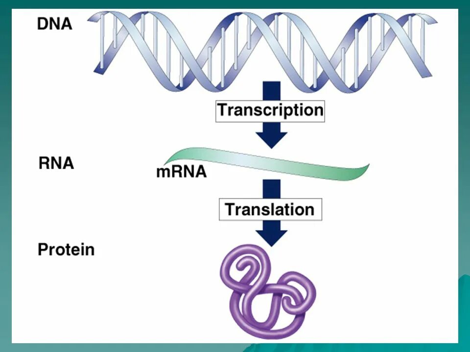 Тест днк рнк. DNA RNA Protein. DNA Transcription. DNA and RNA Ladder.