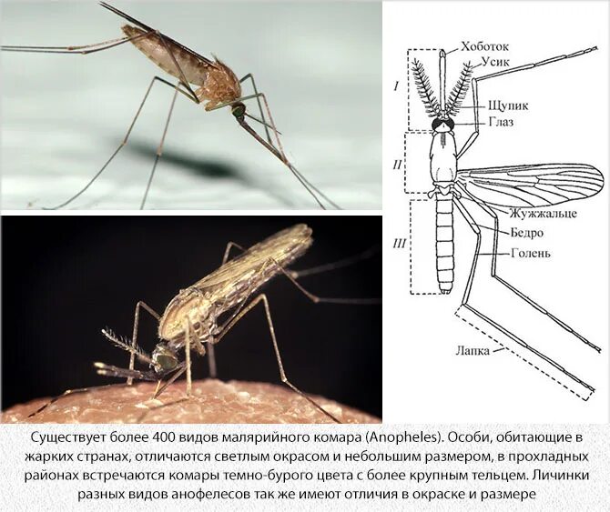 Какое развитие у малярийного комара. Малярийный комар самец. Малярийный комар строение. Внешний вид малярийного комара. Малярийный комар место обитания.