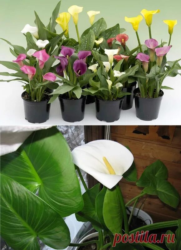 How to Care for Potted Calla Lilies Hunker Lily plants, Calla lily bulbs, Calla 