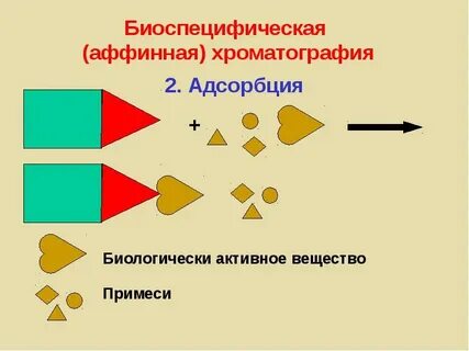 Аффинно очищенный