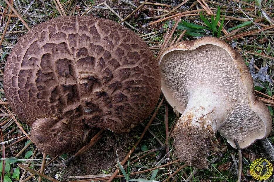 Ежовик плодовое тело. Ежовик пестрый Sarcodon imbricatus. Гриб ежовик черепитчатый. Гриб Саркодон черепитчатый. Ежовик гребенчатый ложный.