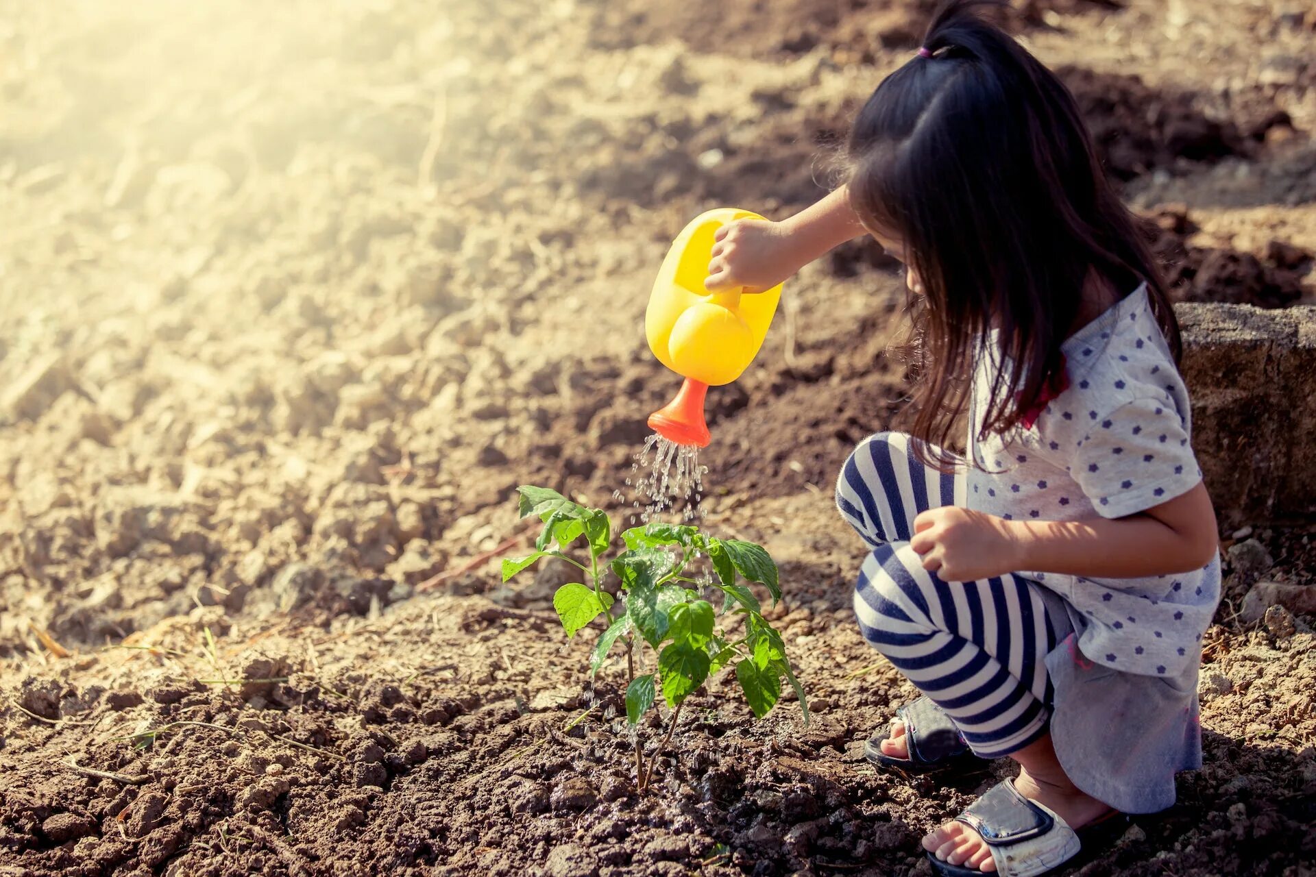 Дети поливают дерево. Дети поливавают деревья. Девочка поливает дерево. Дети поливают дерево картинка.