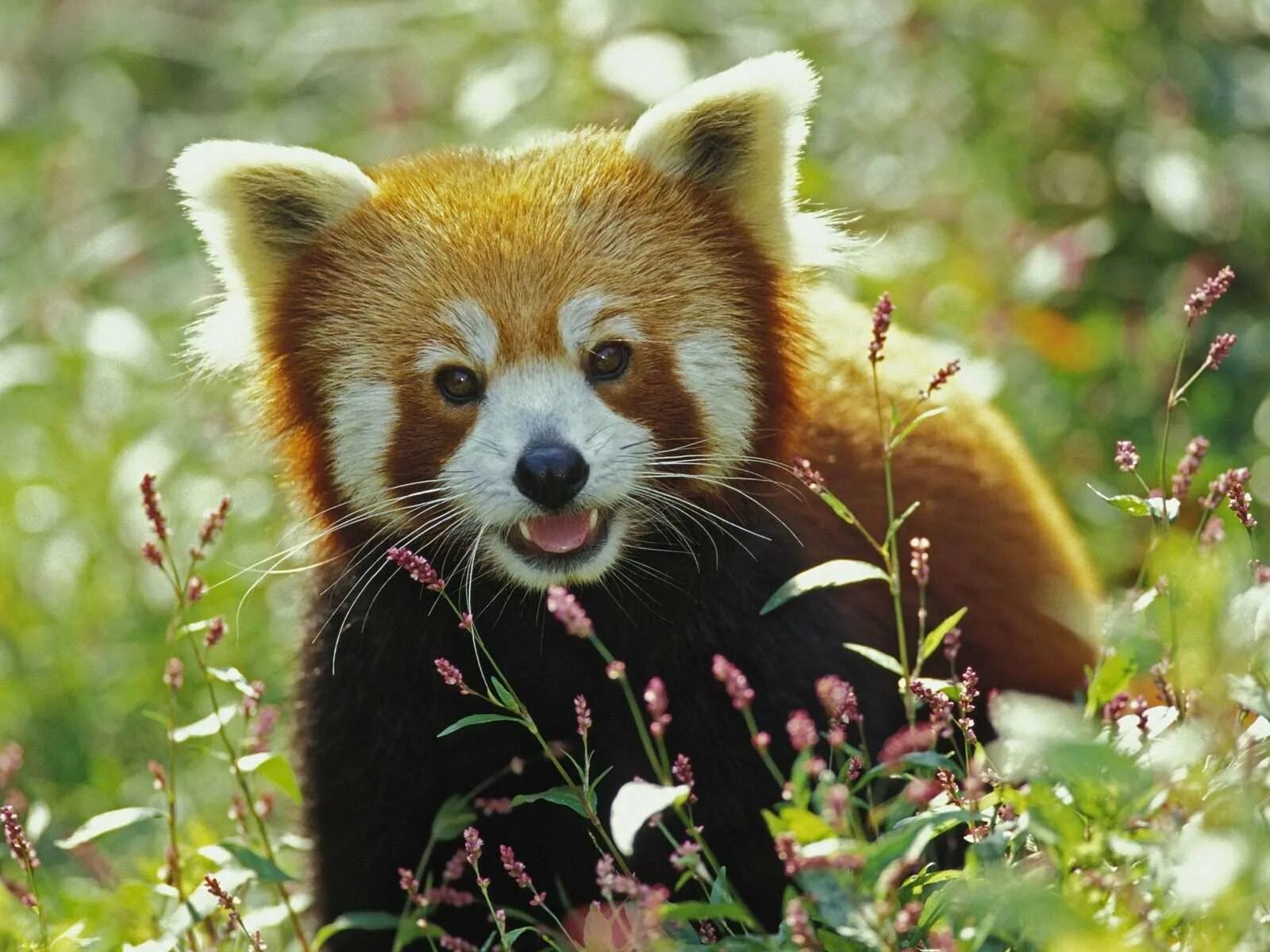 Малая Панда (Ailurus Fulgens. Красивые животные. Природа России животные. Животные на э. Животное дж