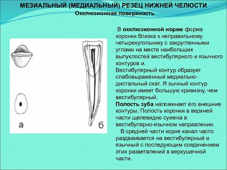 Нижний медиальный резец анатомия. Медиальный резец верхней челюсти анатомия. Медиальная дистальная латеральная зуба. Медиал резец нижный челюсти.