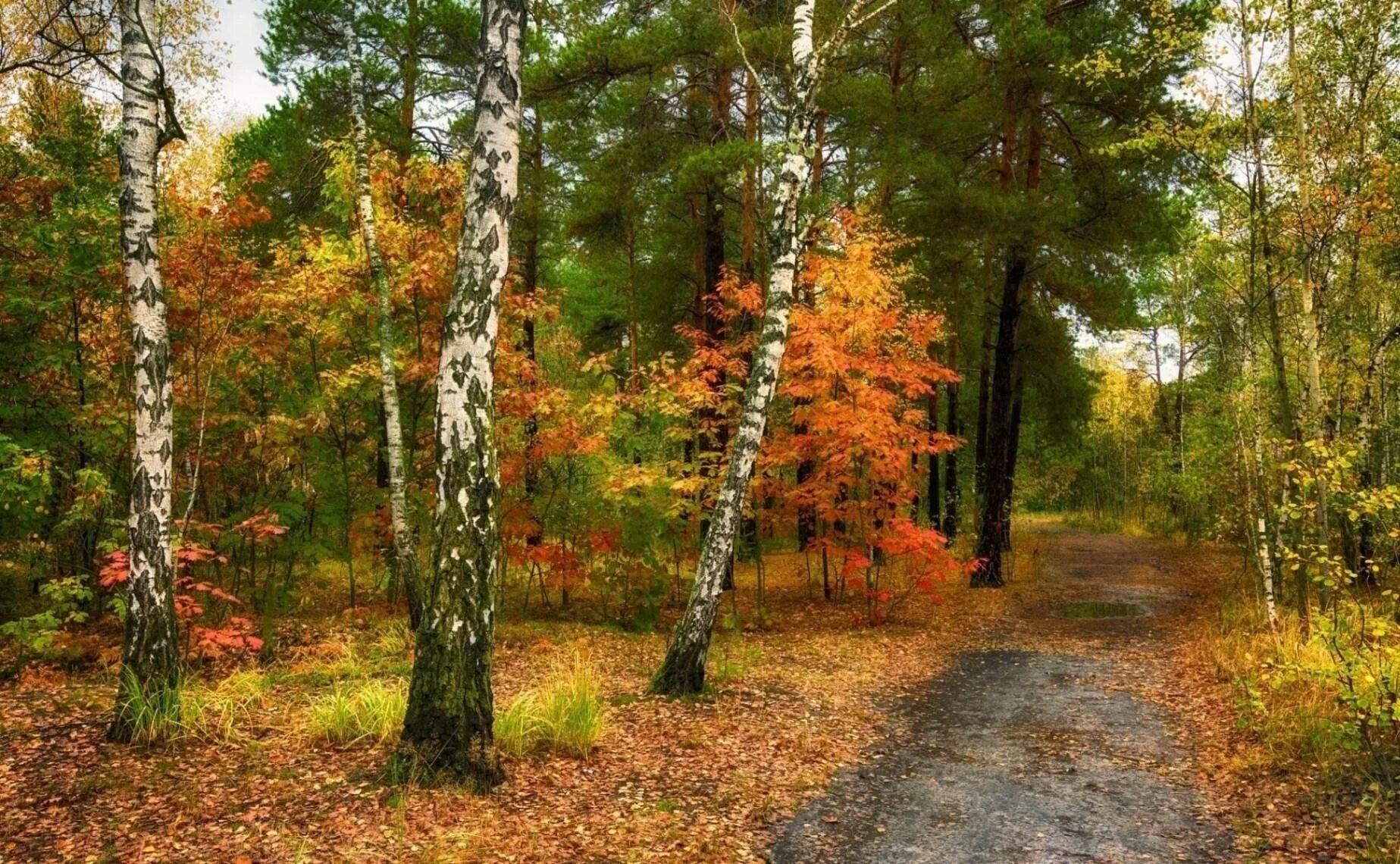 fall : High Definition Background Jungle wallpaper, Autumn forest, Nature photog