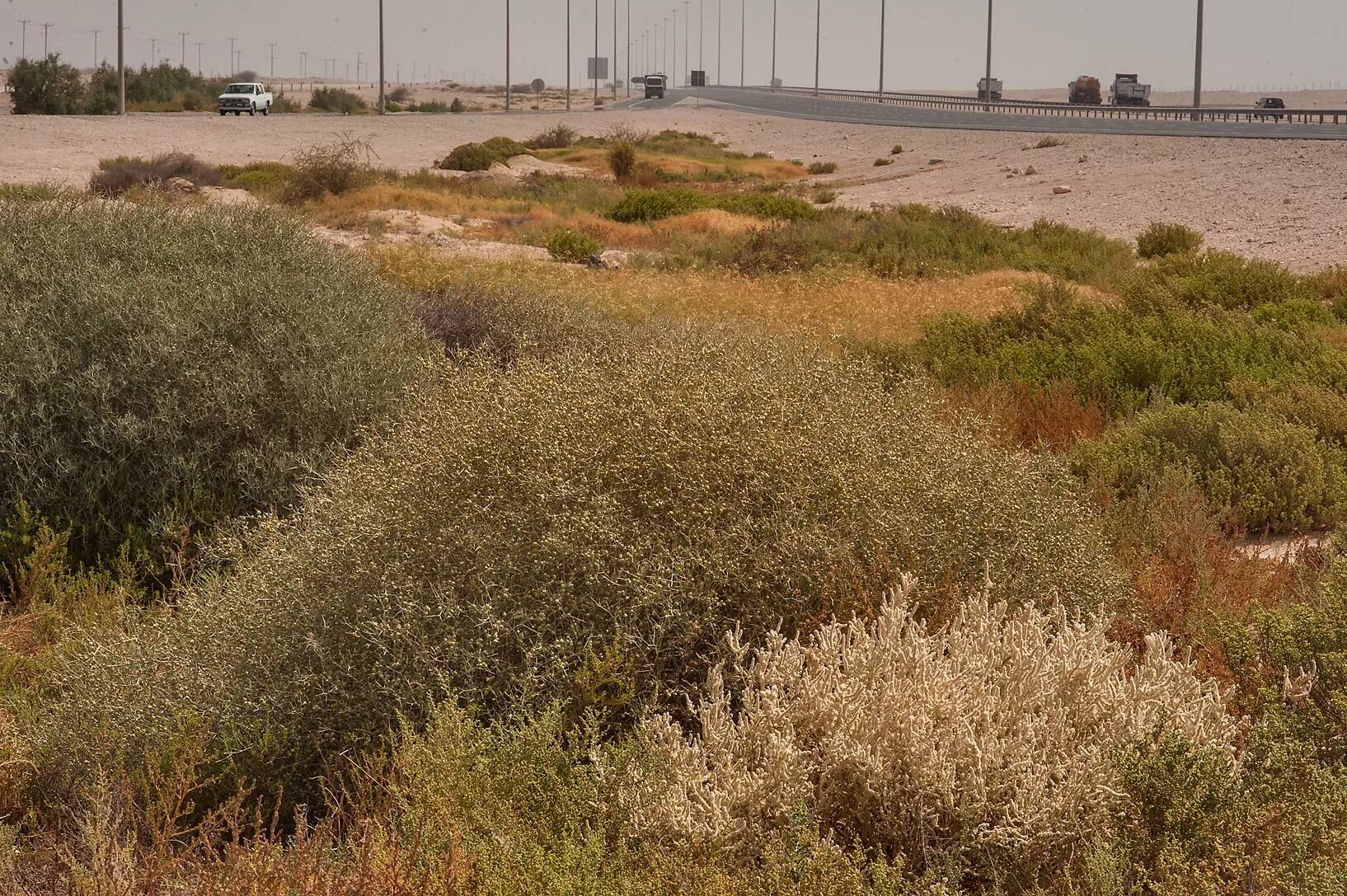 Nearer al. Катар растительность.