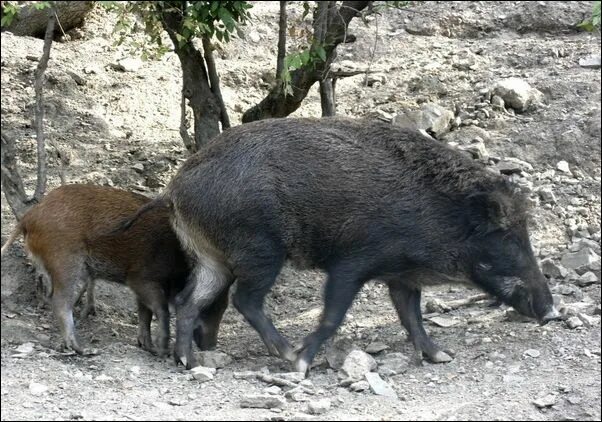 Кабан численность. Кабан численность в россии 2020. Кабан в чувашии. Стая диких кабанов. Числа кабана.