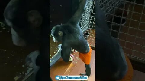 Пила обезьяна