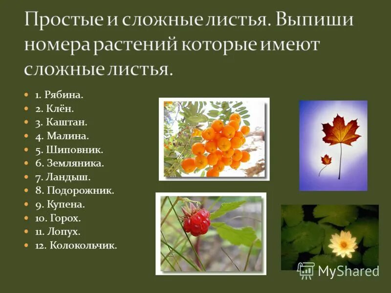 Простые и сложные листья. Непарноперистые листья. Сложные листья рябина, каштан. Виды листьев простые и сложные. Простые и сложные растения.
