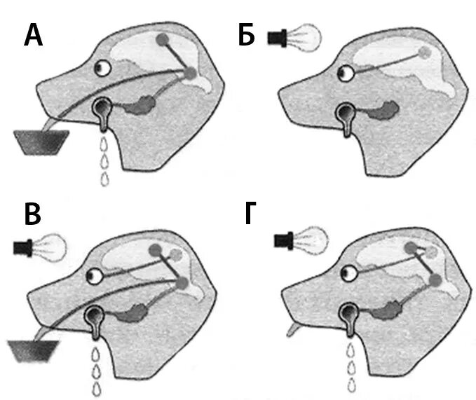 Схема условного рефлекса у собаки. Схема формирования и угасания условного рефлекса. Схема образования условного рефлекса у собак. Образование условных рефлексов у собак.