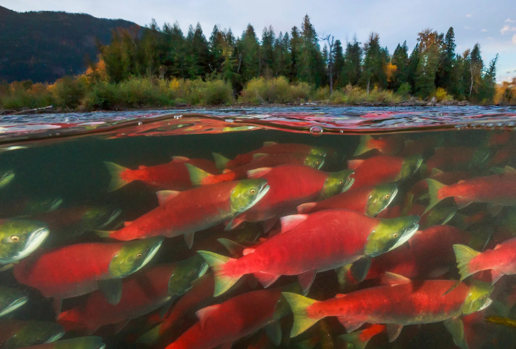 чавыча на нересте. нерестовая миграция лосося. нерка рыба красная. нерка рыба. лосось нерка нерест.